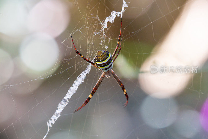 圣安德鲁斯十字蜘蛛Argiope Keyserlingi悬挂在她的网